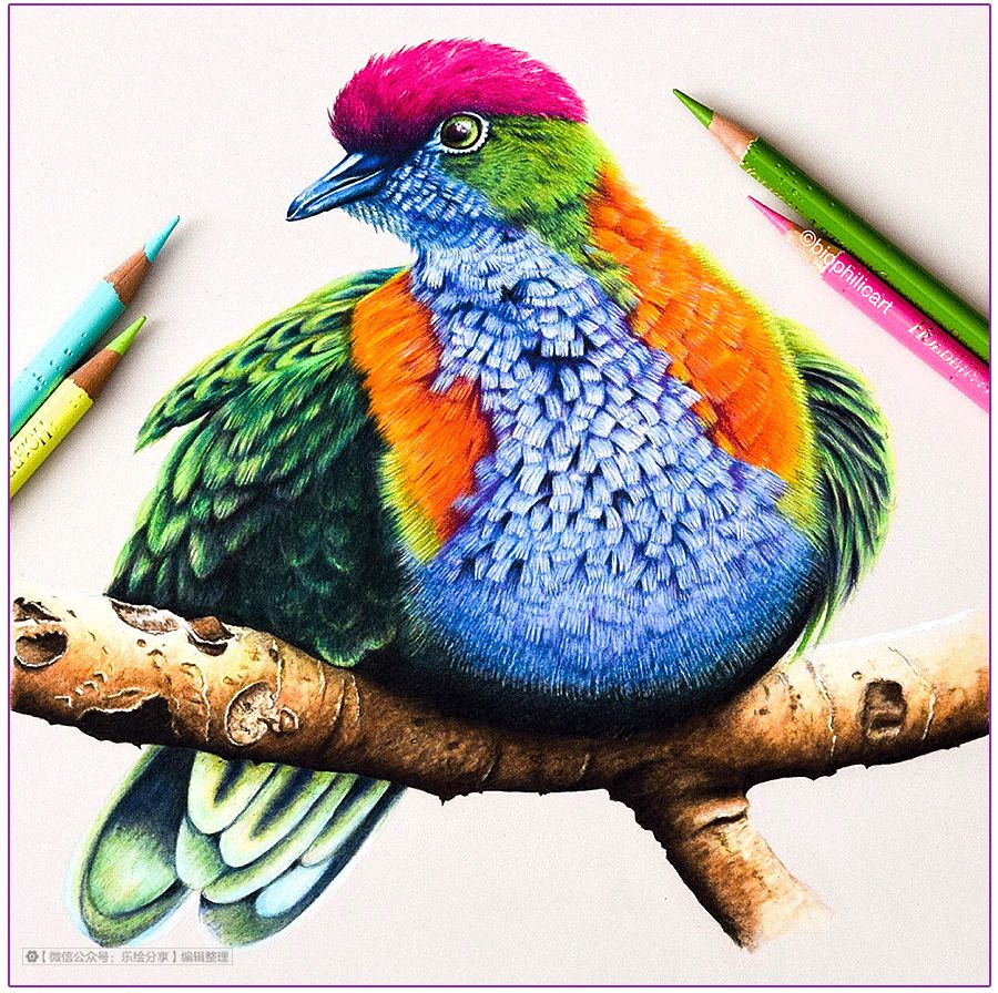 圆形牛皮纸彩铅画花鸟,彩铅画绿藤花鸟图片大全