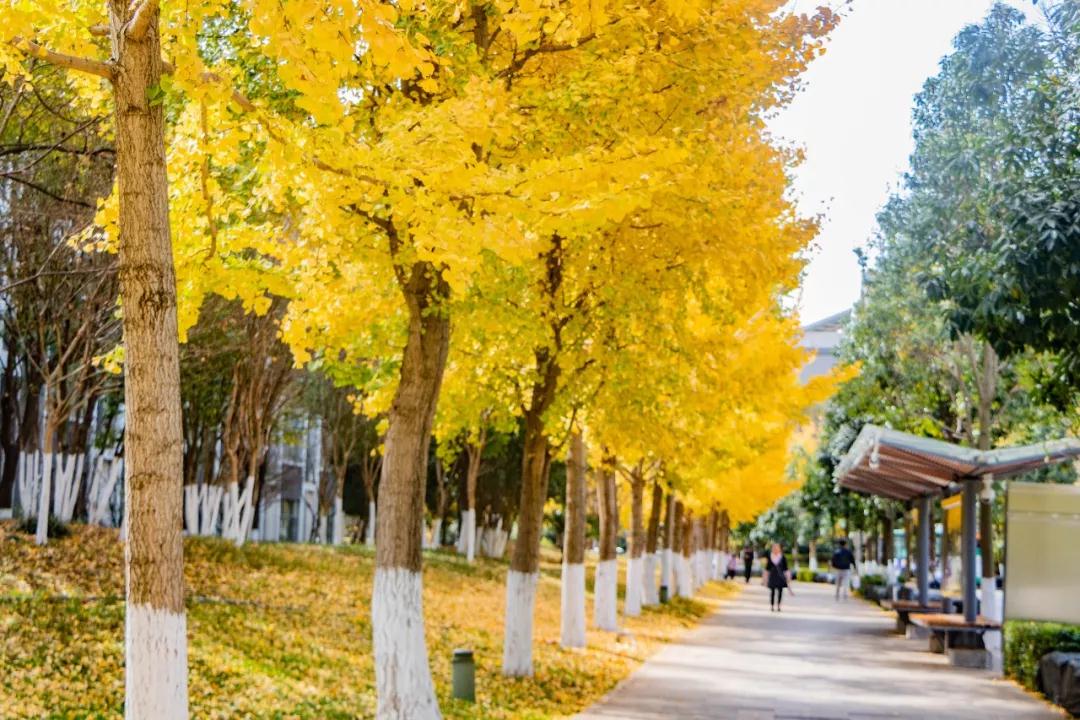 昆明最火网红打卡景点免费的,昆明最近的值得打卡的景点