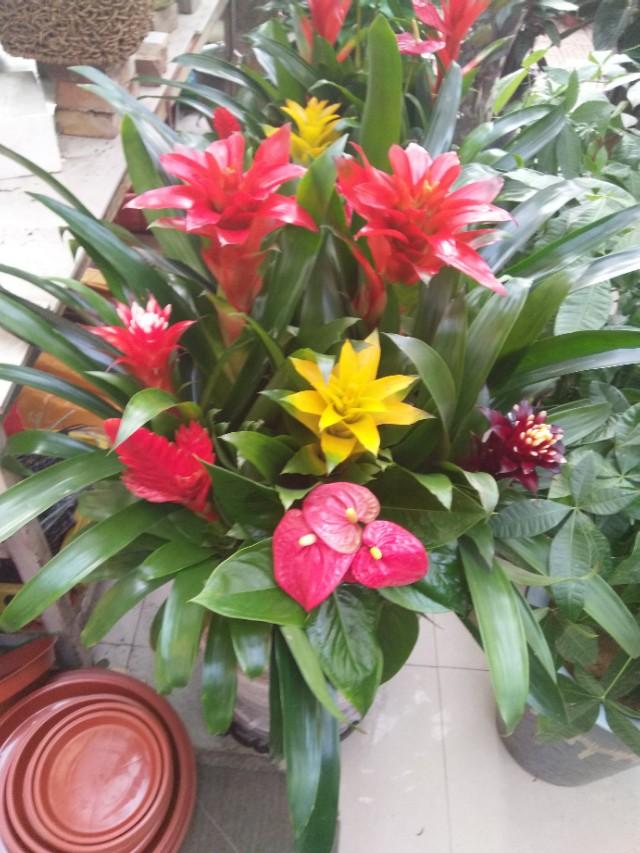 水塔花的养殖方法施什么肥,水塔花的养殖方法和注意事项