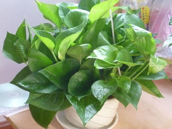 适合放厕所除异味的绿植水养,能净化空气又适合卫生间养的植物