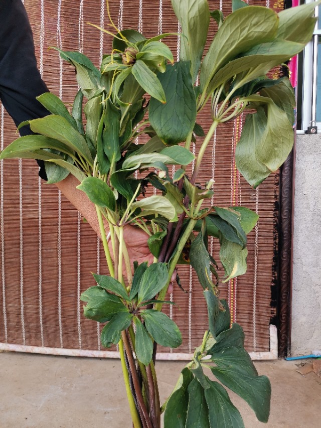 云南香格里拉的优质松茸,云南香格里拉德钦松茸