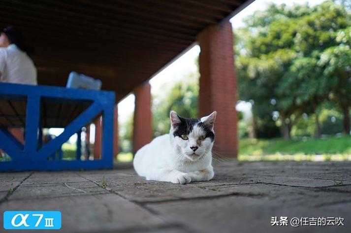 相机跟手机拍出来的照片差的大吗,相机跟手机拍照的差距