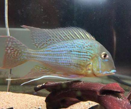 需要出远门家里的观赏鱼怎么办？做好这些准备，把心放肚子里了