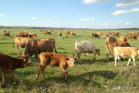 牛羊脱霉剂,牛羊用脱霉剂一个月用几次