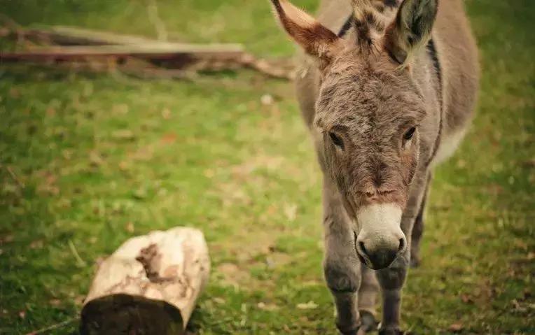 浼犺涓殑闃胯兌,閭ｄ簺琚璇濈殑闃胯兌