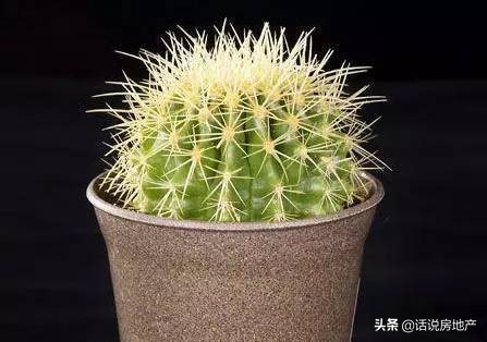 养好花六大关键十年养花经验总结,各种花卉养花技巧知识大全合集