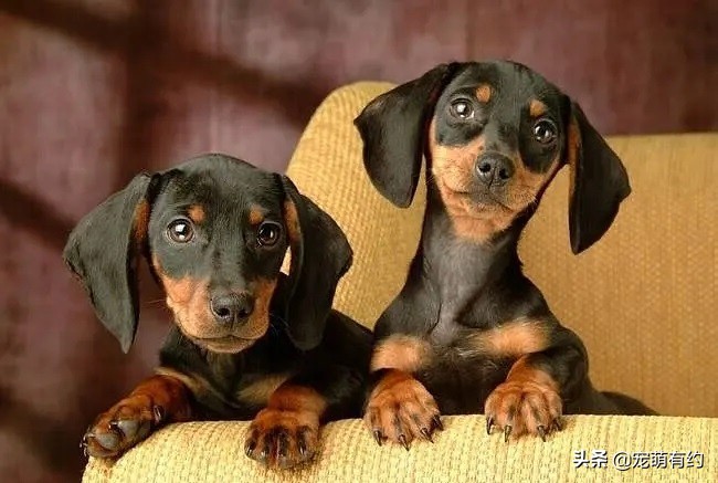 特别腊肠犬,腊肠犬太可爱