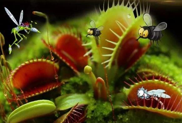 家里盆栽有飞虫怎么弄,盆栽泥土有飞虫怎么处理