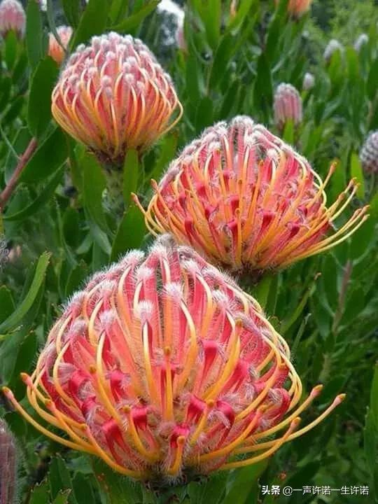 从未见到的怪花,从没见过的奇花