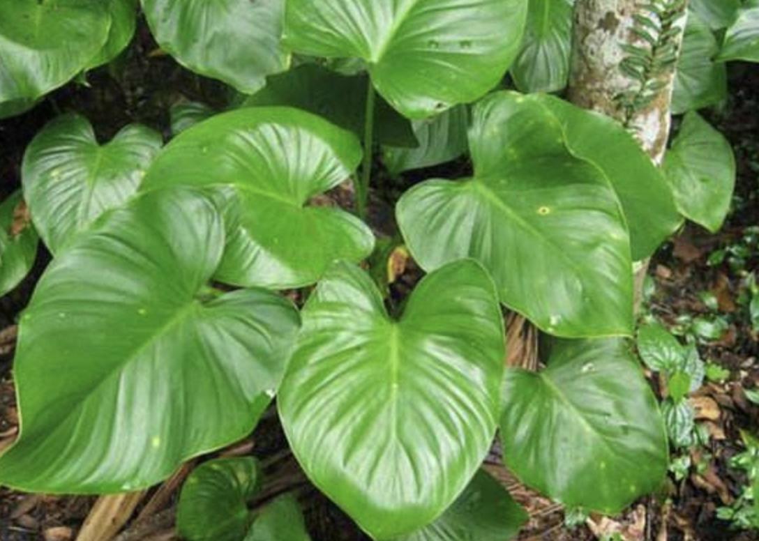 1种“杂草”，生于山坡下，以往叫它“千年健”，根茎值钱、珍贵