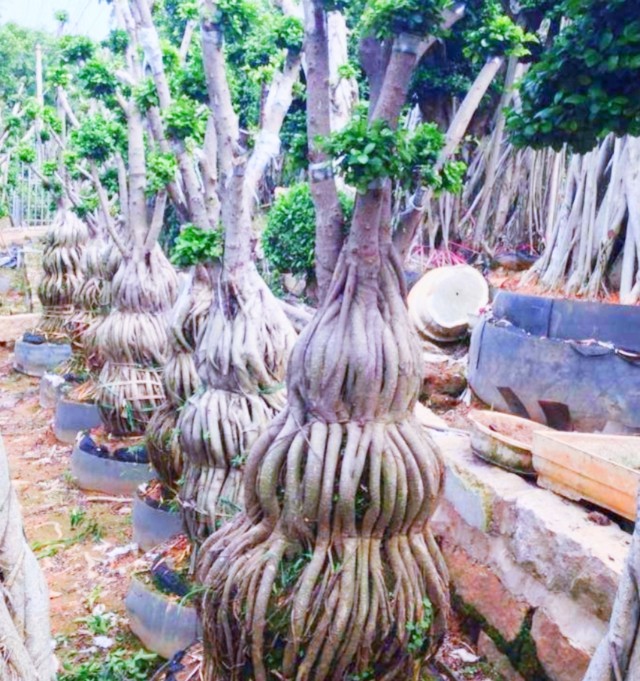 小根榕树盆景制作,榕树怎么盘根好看