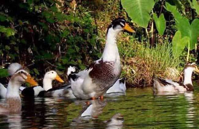 盛产双黄蛋的鸭,特色鸭种蛋