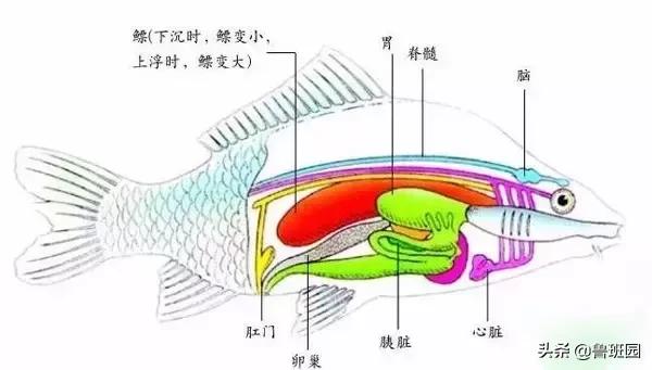 鱼鳔胶和猪皮胶哪个好,怎么区别鱼鳔胶的真假