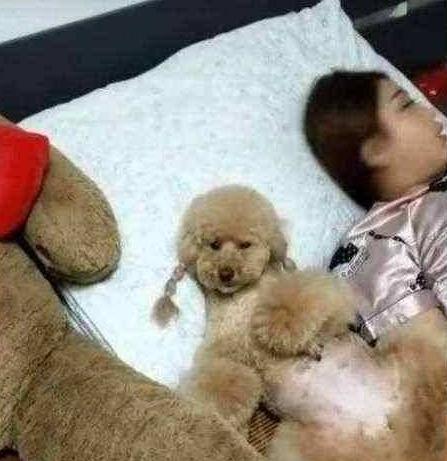 泰迪犬讨厌你的时候还会说话吗,泰迪撒娇方式