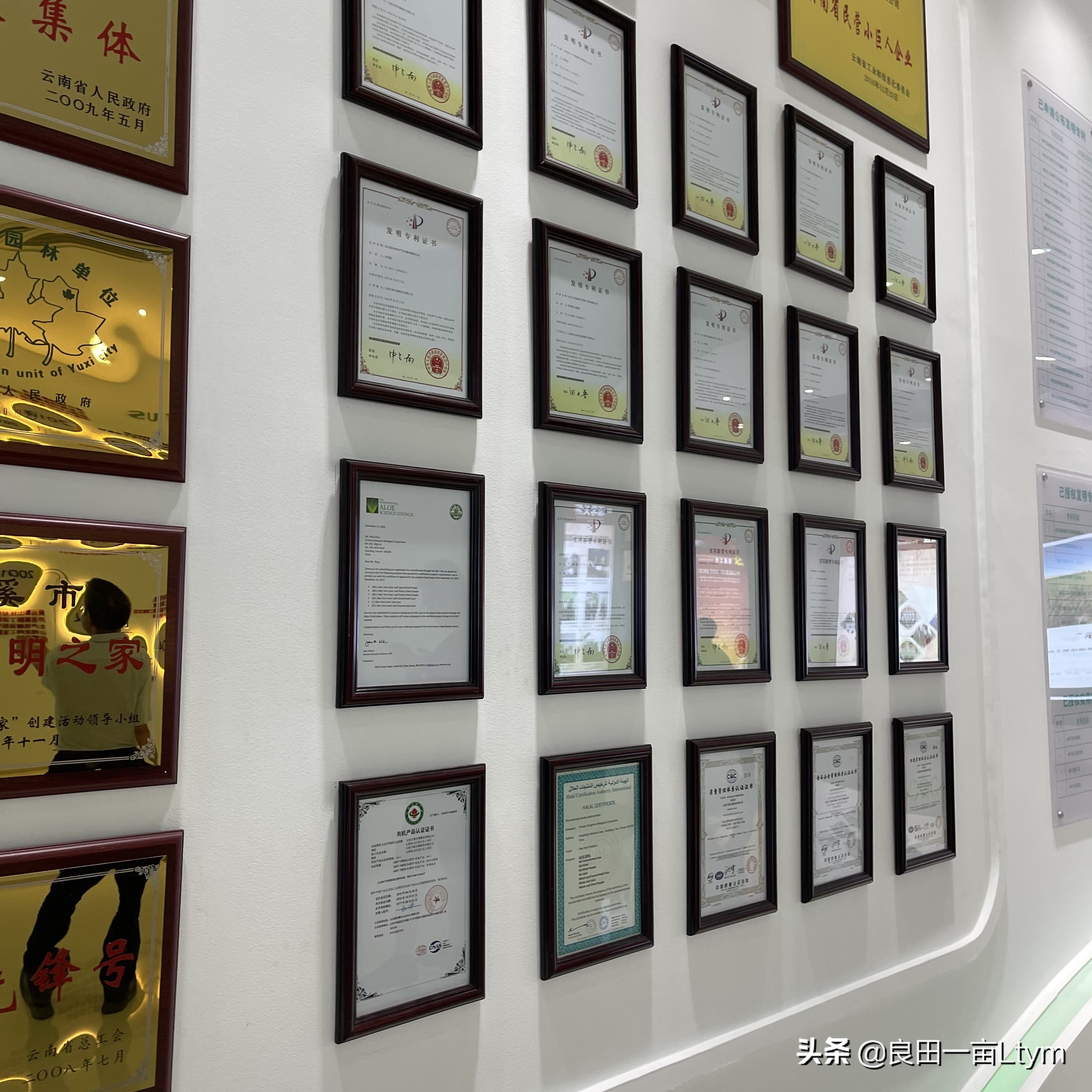 “活着的芦荟护肤品”，你来云南元江看一次芦荟海就够了