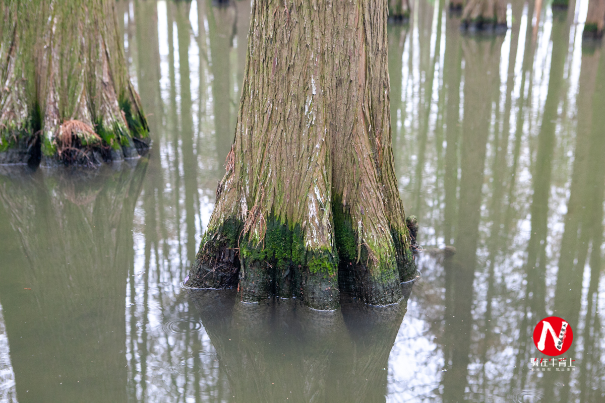 兴化三日游自驾游路线,去兴化看油菜花海攻略