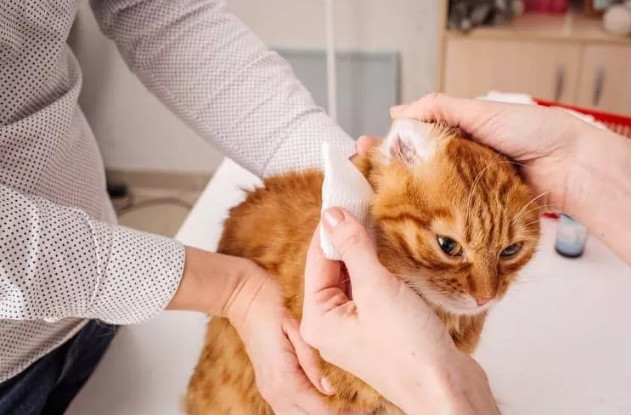 猫猫挠耳朵一定是耳螨吗,猫咪耳螨耳朵上挠秃有疤要涂药吗