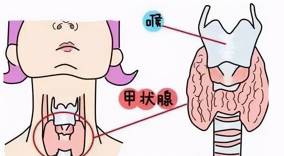 妊娠期甲状腺疾病最新诊疗指南,妊娠期甲状腺疾病对胎儿的影响