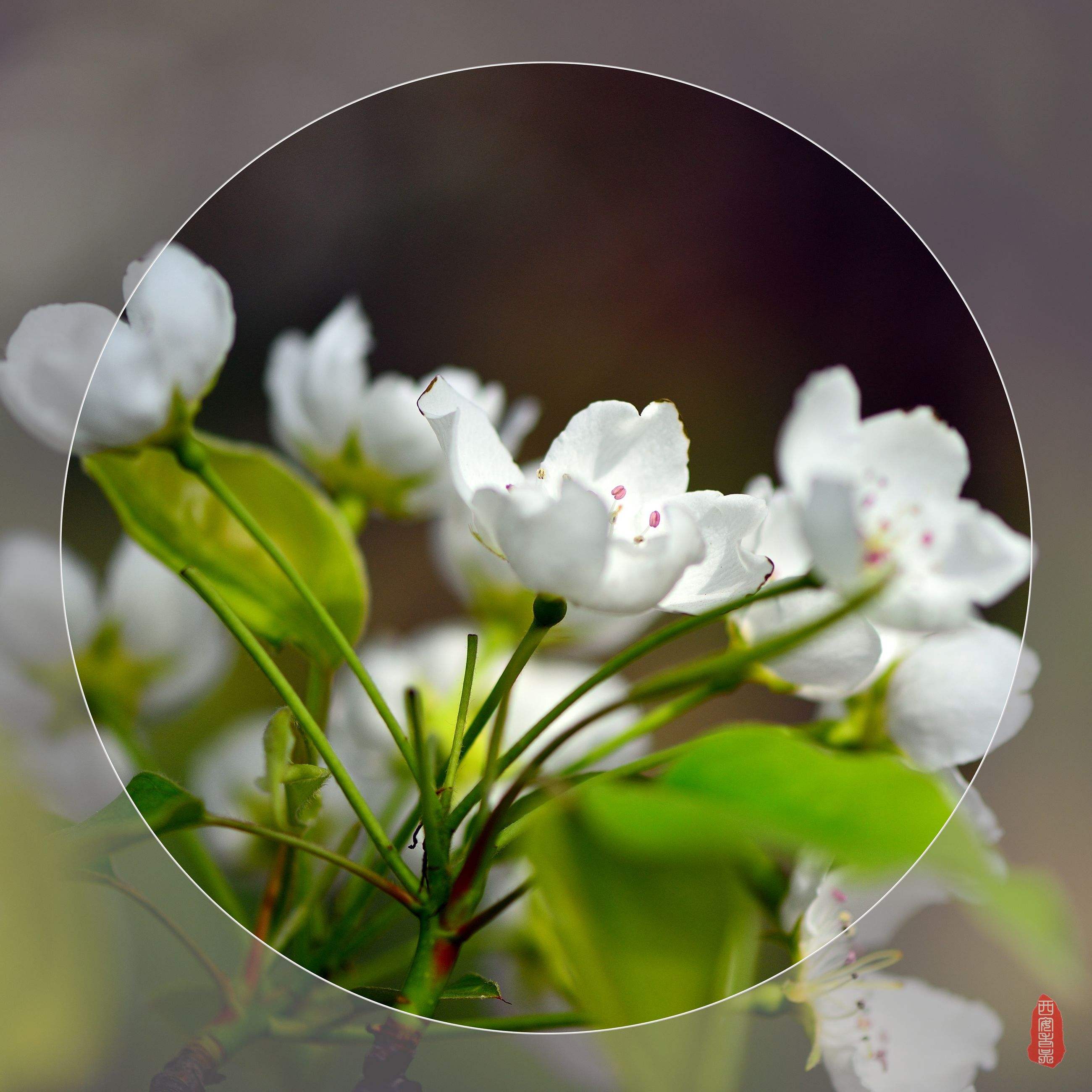 野草诗社全集视频,野草诗社简介