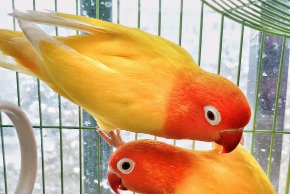 面类牡丹鹦鹉品种介绍及图片,牡丹鹦鹉品种介绍及图片和名字