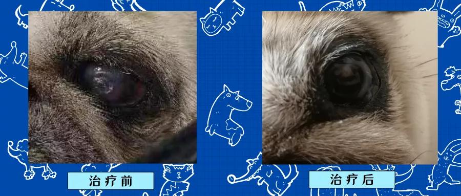狗狗眼球受伤溃疡水肿怎么办,狗狗眼睛红肿眼球突出