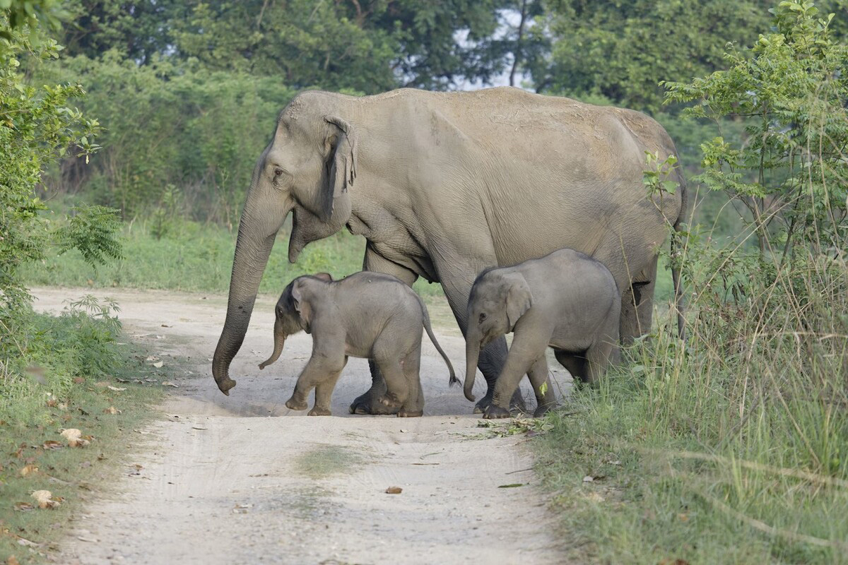 云南大象为什么往北迁徙,云南大象迁徙小象艰难爬出水沟