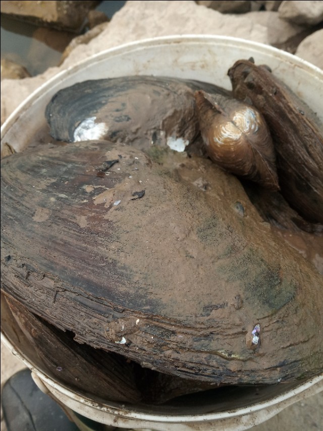 水里没有小杂鱼正常吗,水里没有食物鱼吃什么