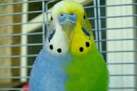 虎皮鹦鹉一共几种颜色,虎皮鹦鹉哪个品种最聪明