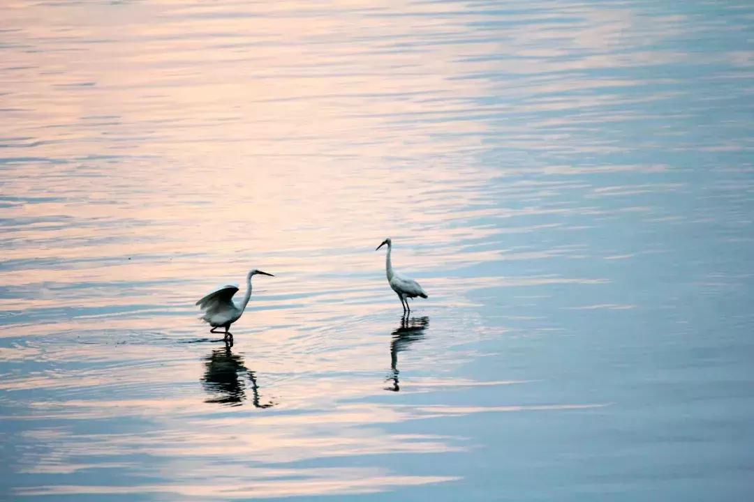 一读就错的50个成语你来挑战吗,最容易被用错的120个成语分类辨析