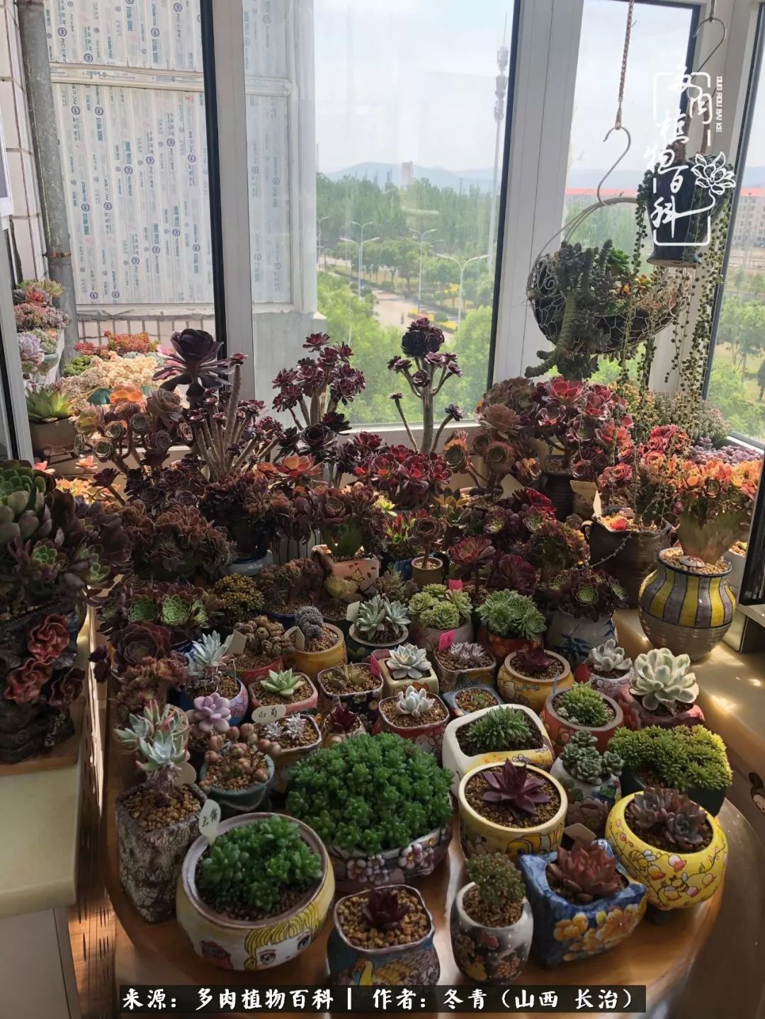 新手养多肉知道这4点打好基础,阳台上养多肉的正确方法