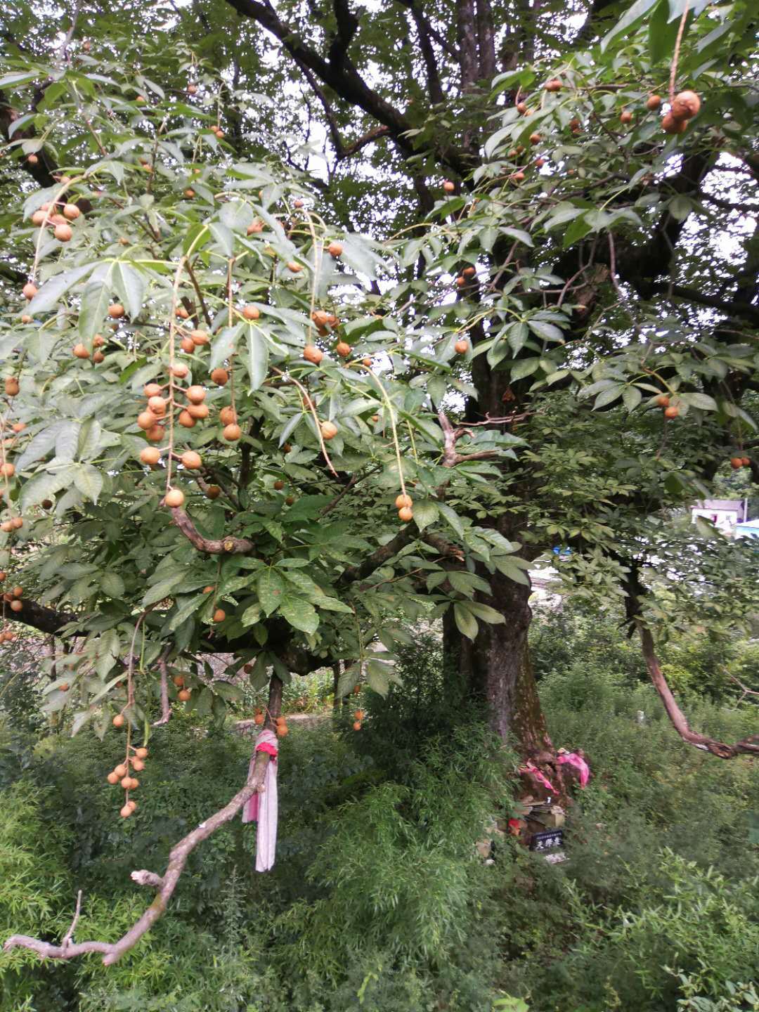 罗汉果提取物有什么用,娑罗子提取物药理作用