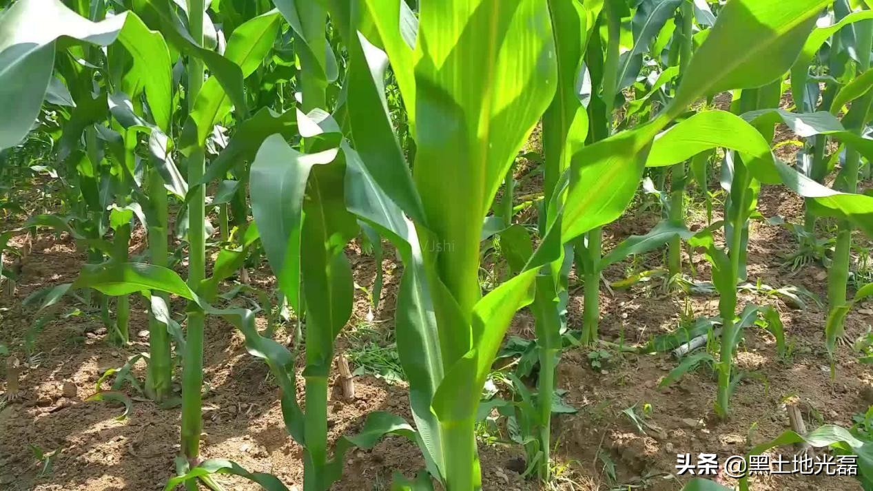 20块钱一袋的玉米种,20元一袋玉米