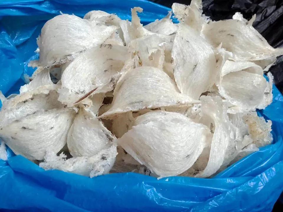 印尼燕窝和马来西亚哪个好,柬埔寨燕窝和印尼燕窝的区别