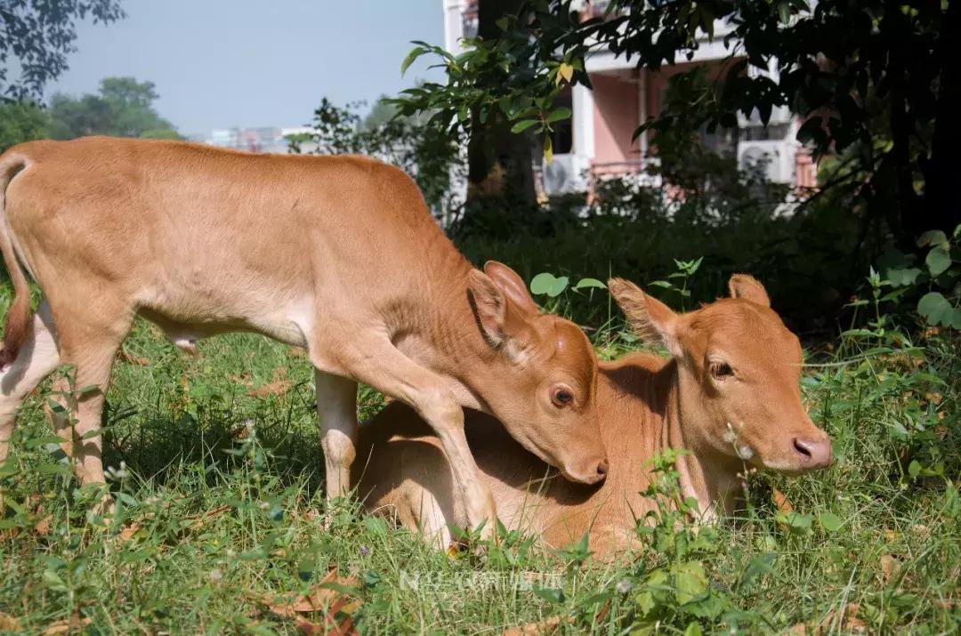 深圳养牛的真实经历,广东养牛的现状