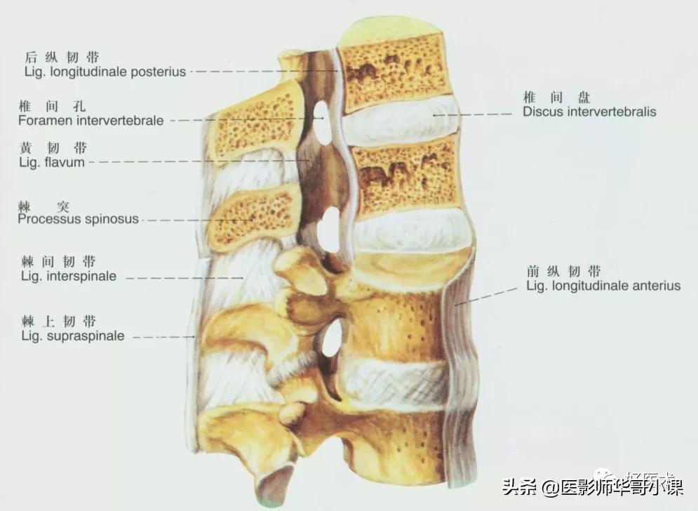 韧带解剖解说视频,韧带解剖图大全书