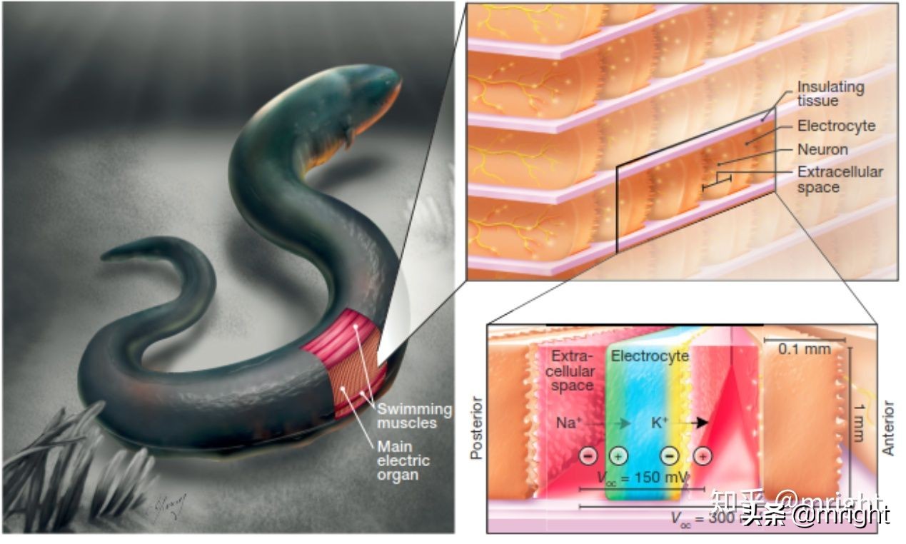 高中化学电解池和原电池讲解,高中化学怎么区别原电池和电解池