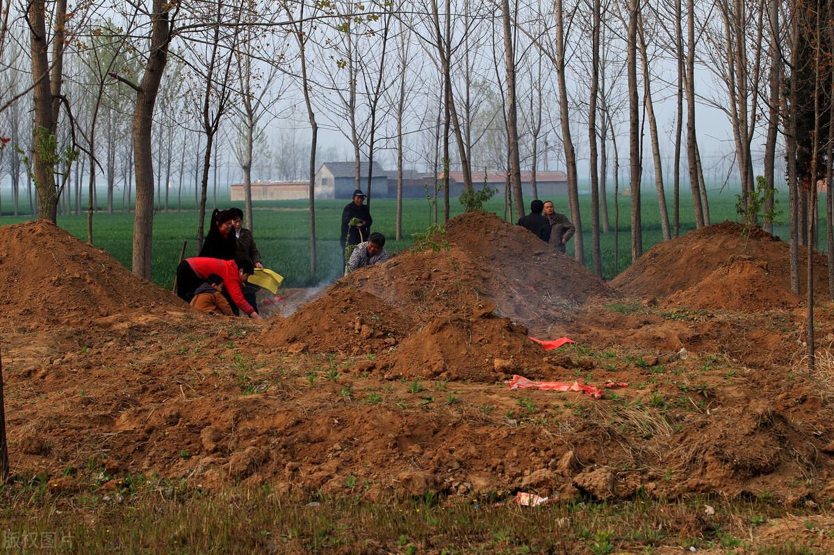 坟前枯树须迁坟是什么意思,坟前枯树须迁坟预示什么