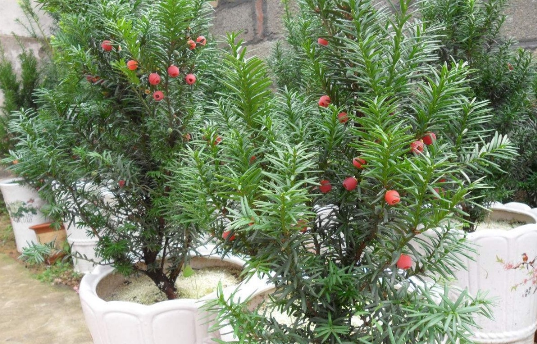 室内净化空气好养活的花草,室内净化空气的最佳植物花卉