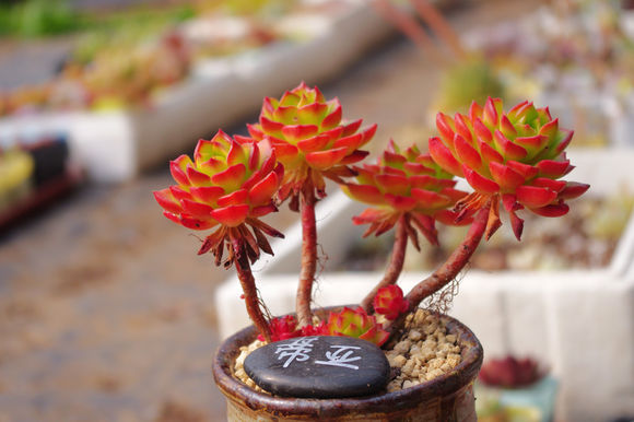 鑺辨埧濮戝澶氳倝閰嶅湡,鑺辨埧濮戝鐜夐湶澶氳倝