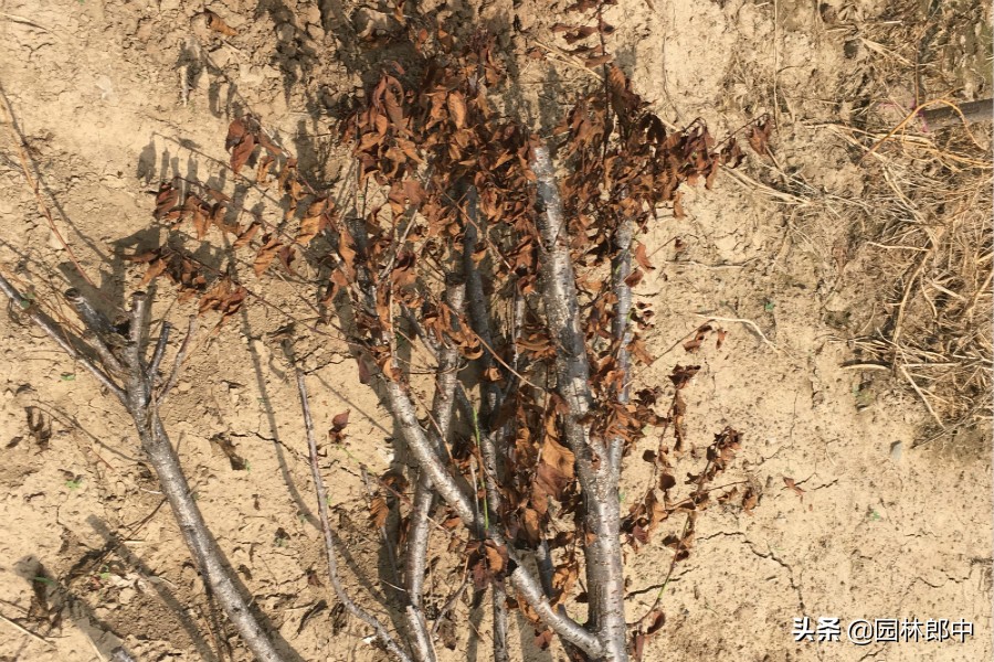 樱花树发芽又枯萎,樱花树突然死亡什么原因呢