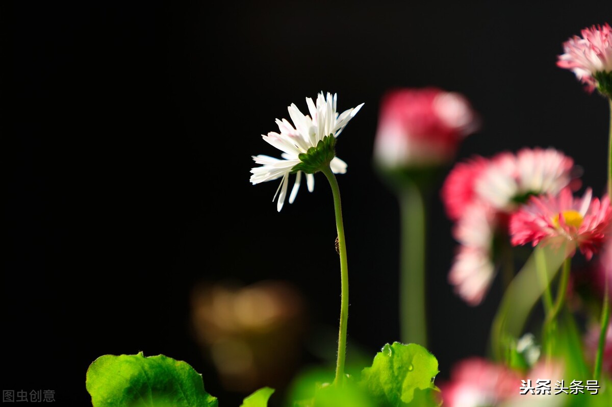 重阳糕制作过程文字,重阳节手工花糕制作方法