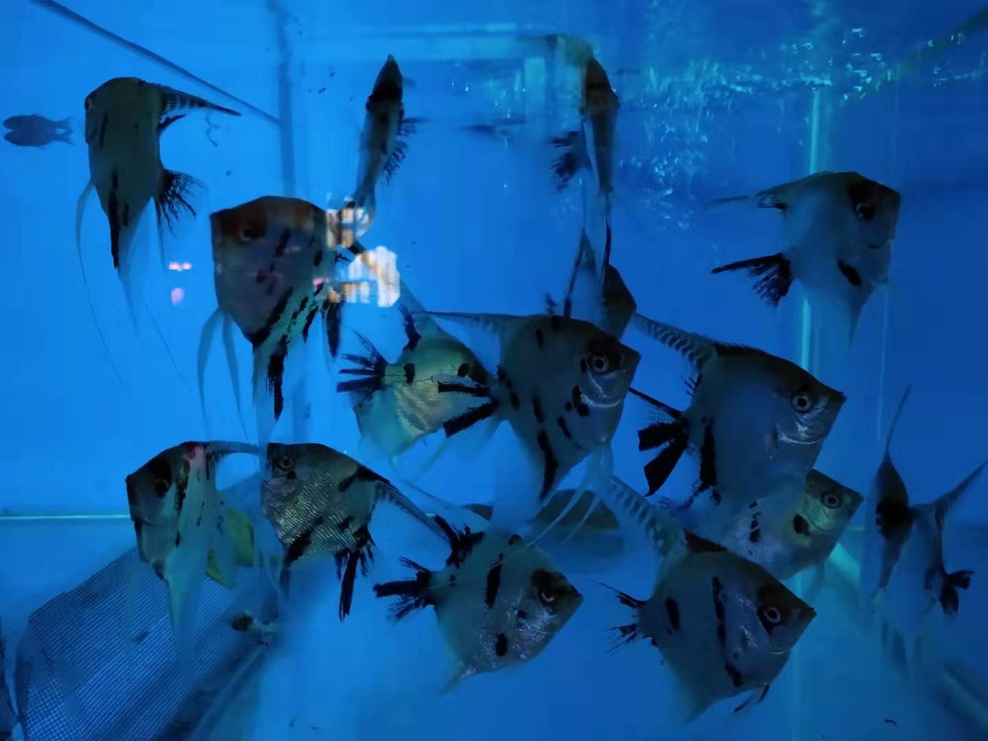 买观赏鱼最好买哪个鱼,买观赏鱼应该注意什么