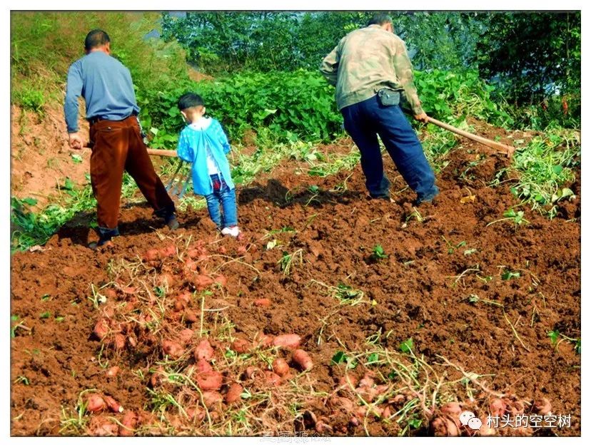 记忆中的野菜糍粑,儿时的红苕