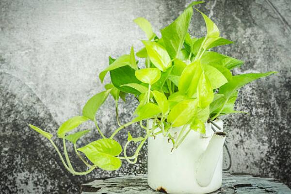 绿萝怎么养才能养得很好很旺盛,绿萝怎样养得又大又绿小妙招