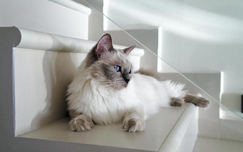 为什么布偶猫价格差这么多,什么原因导致布偶猫价格如此高