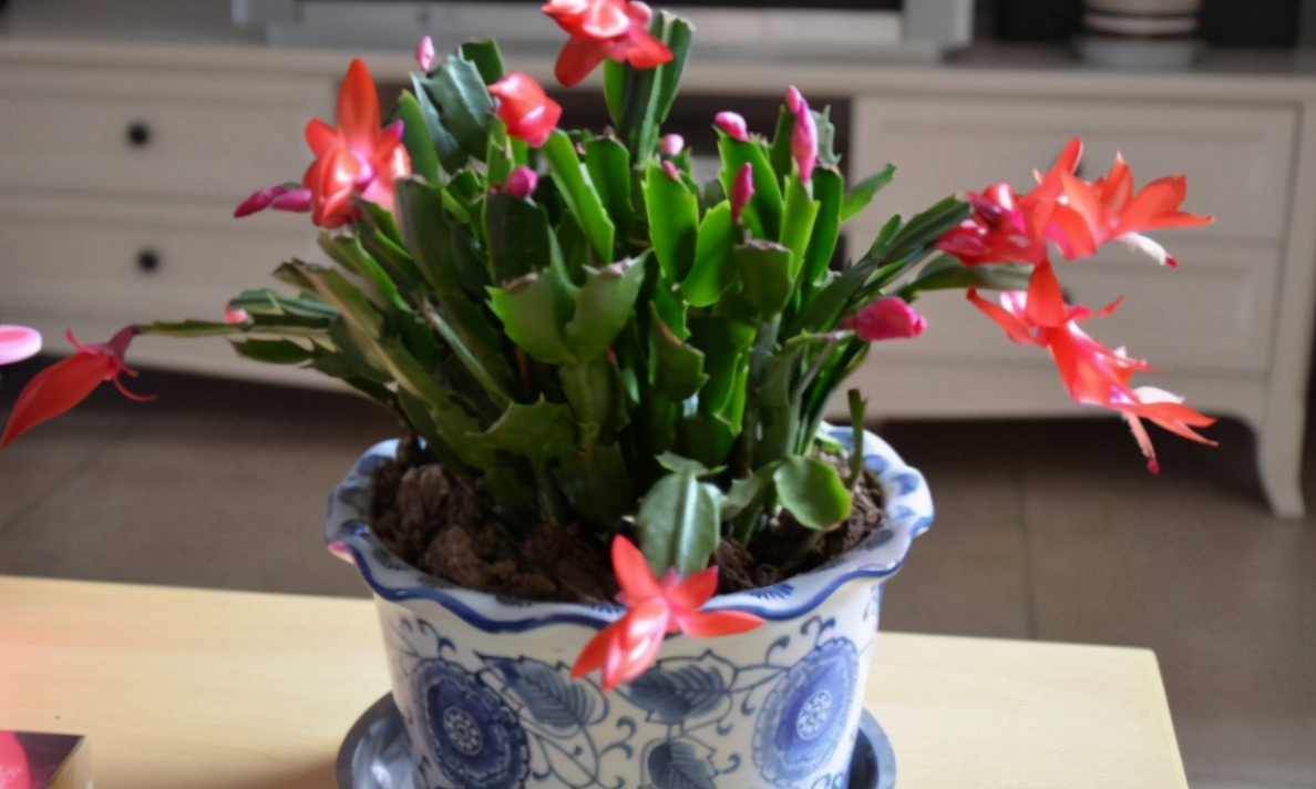 黄豆水浇花的功效与作用,豆渣肥水养花正确使用方法