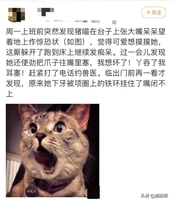 猫咪项圈对猫咪有危害吗,猫项圈给猫咪带来的危害
