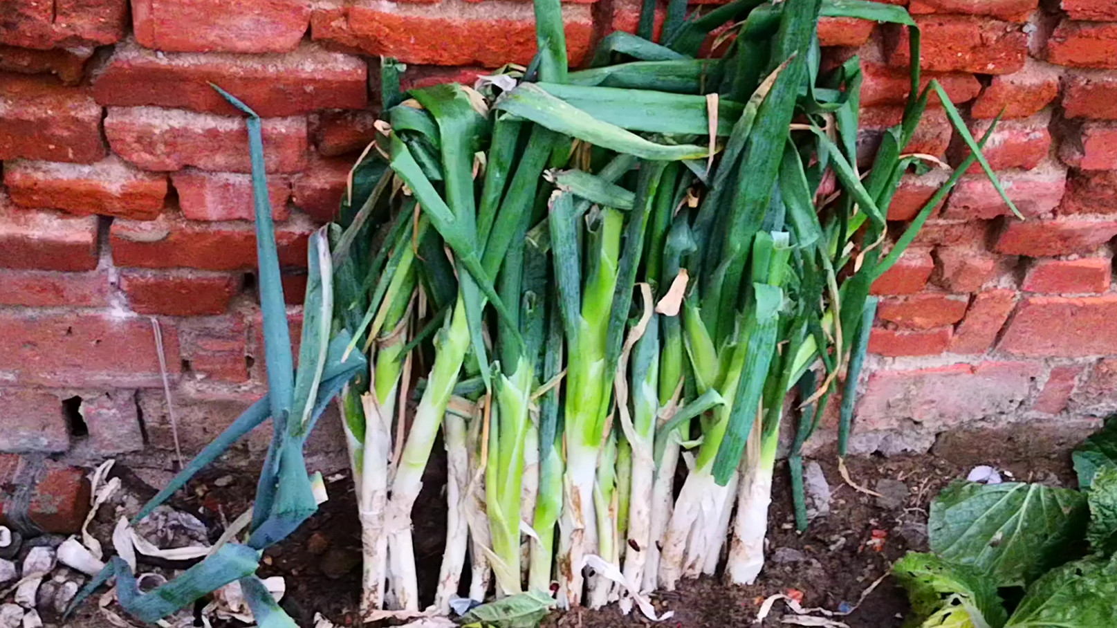 囤菜的建议和方法,北方囤大白菜怎么吃