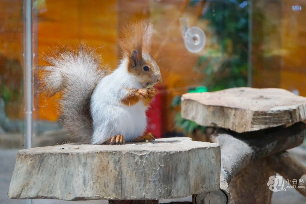儿童玩的遛娃好去处,有动物的溜娃好去处