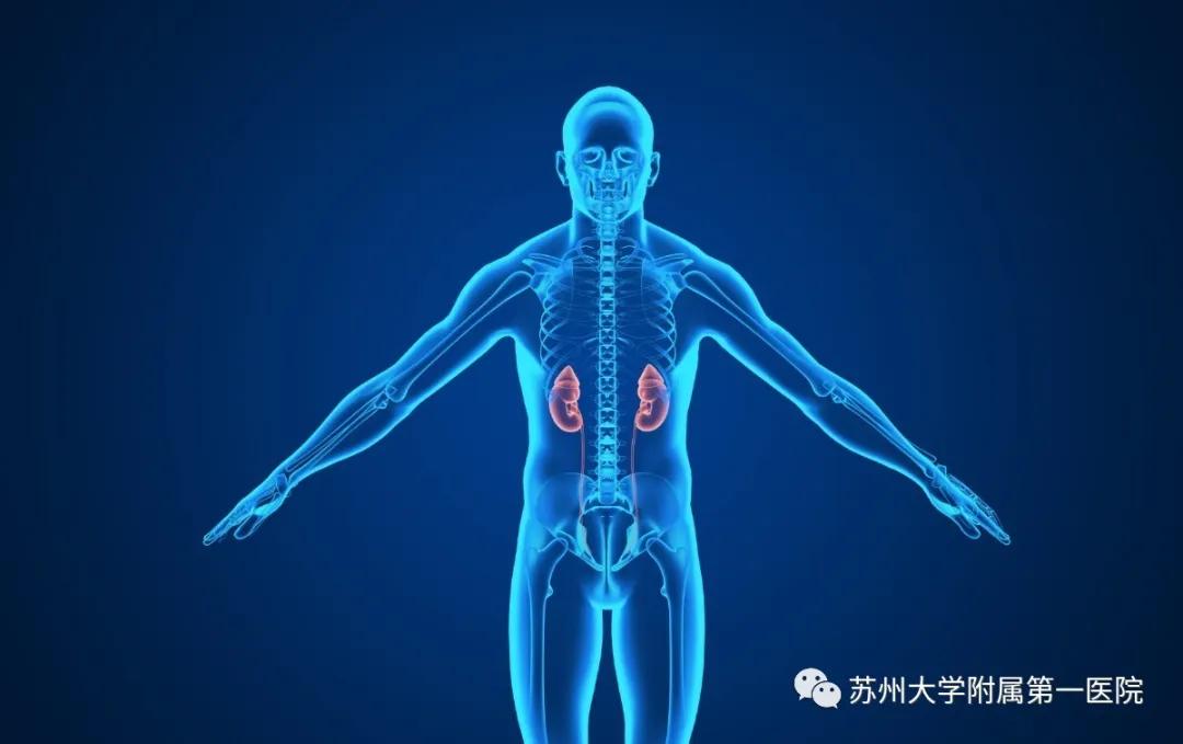 补钙不引起结石吃什么钙片好,钙不足导致肾结石